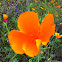 Californian Poppy