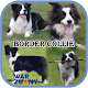 Download Border Collie Collection For PC Windows and Mac 1.0