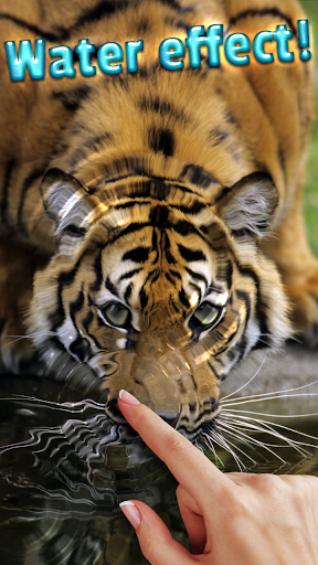 Tiger, live wallpaper