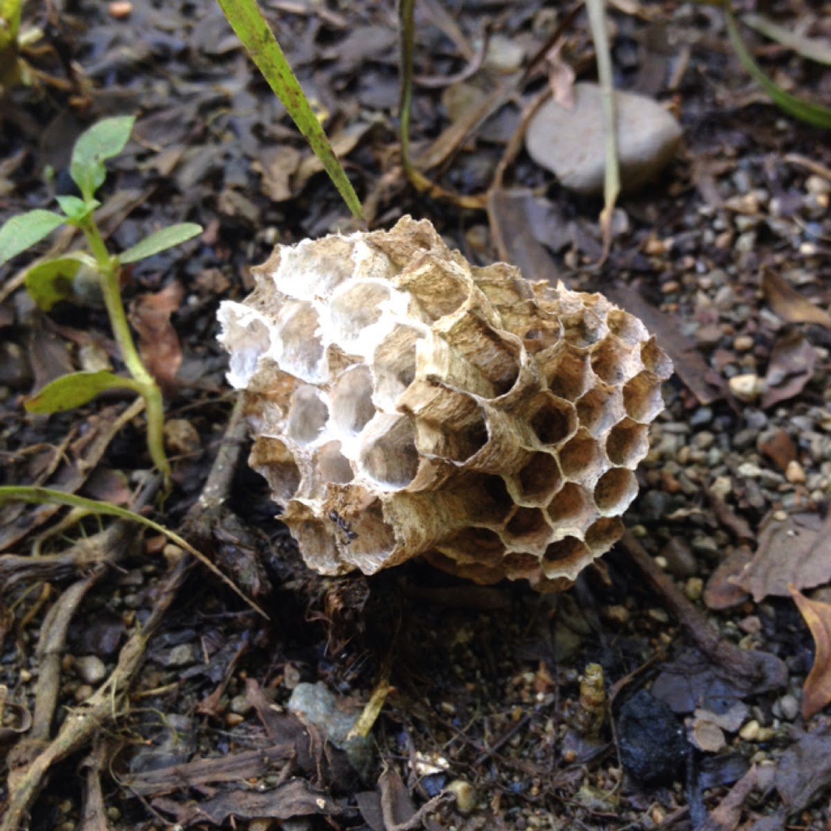 old paper wasp nest