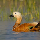 Brahminy Duck