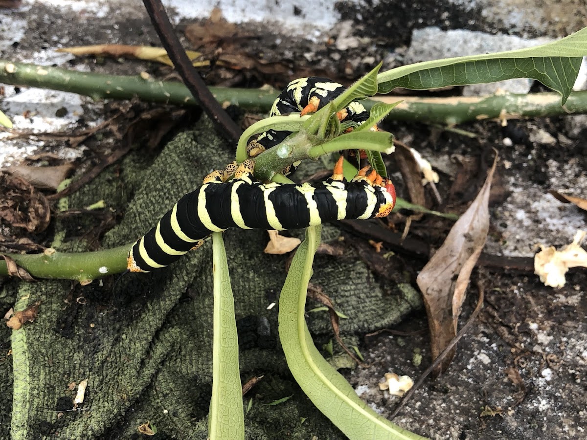 Pseudosphinx Larvae