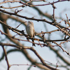 Chipping Sparrow