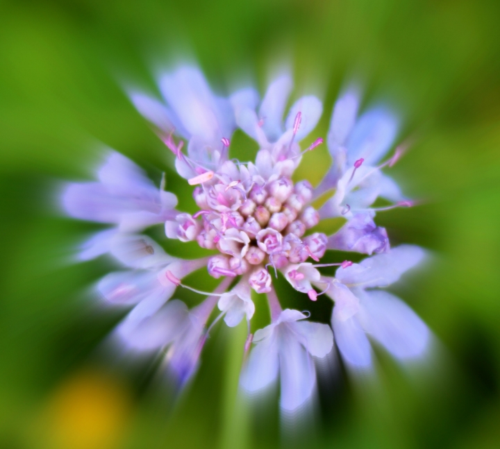 Lo splendore di un fiore... di Marta74