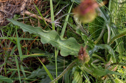 Scorzonera humilis