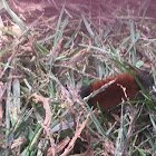 Woolly Bear Caterpillar