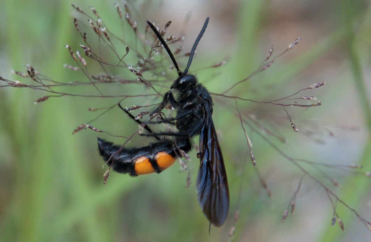 Scoliid wasp