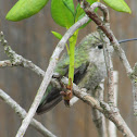 hummingbirds