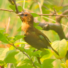 Scaly-breasted munia