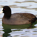 Eurasian coot