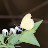 Creamy white butterfly