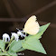 Creamy white butterfly