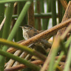 Marsh Wren