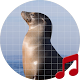 Download Sea lion sounds ~ Sboard.pro For PC Windows and Mac 1.1.1