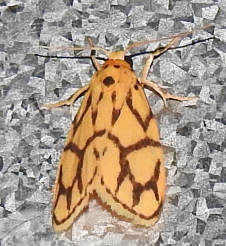 Lichen moth