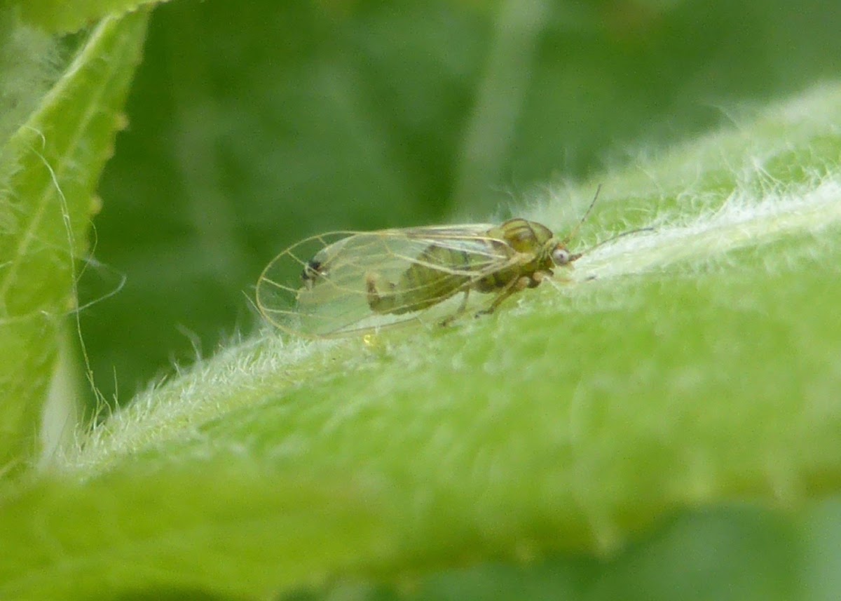 Willow Psyllid