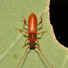 Longhorn Beetle