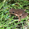 Spring Peeper