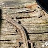 Common Wall Lizard