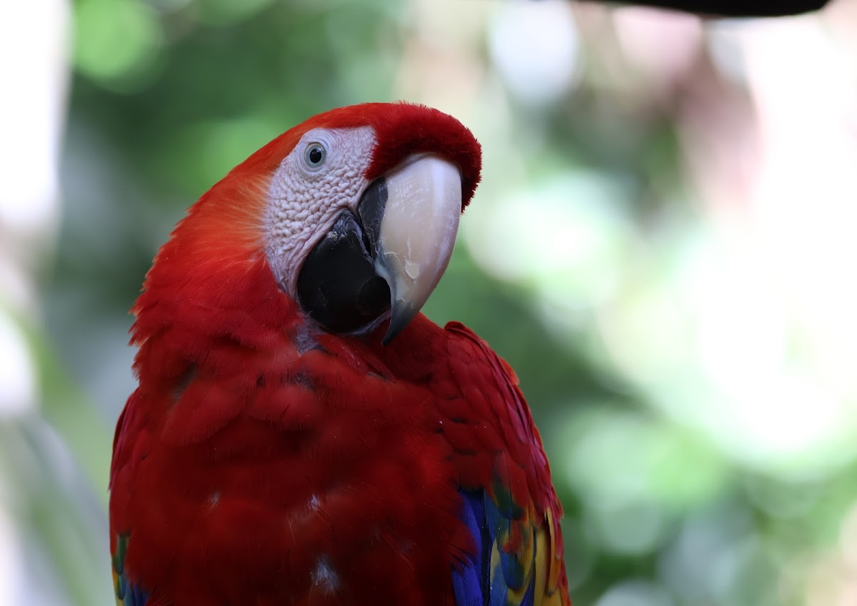 Scarlet Macaw