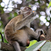 Crab-eating Macaque