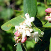 Western Snowberry