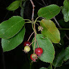 Canadian serviceberry