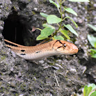 Radiated RatSnake