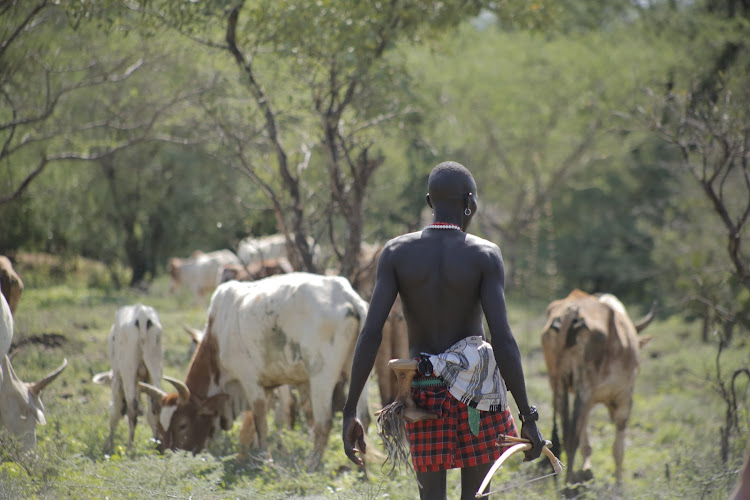 A Pokot warrior armed with sword and arrows herding his head of cattle at Kamusuk in Tiaty, Baringo, on June 12