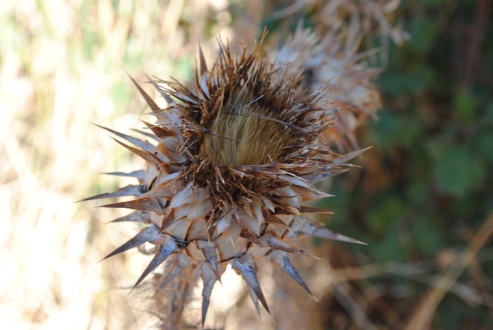 Fiore di sicilia di Massimoleonephotography