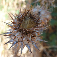 Fiore di sicilia di 