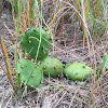 Little Prickly-Pear