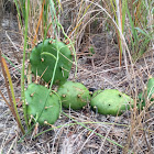 Little Prickly-Pear