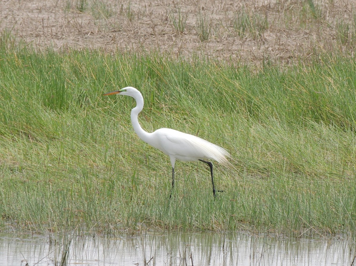 Great Egret