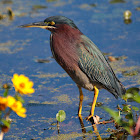 Green Heron