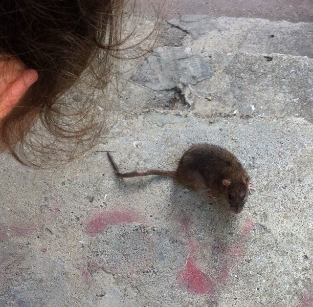 House Mouse