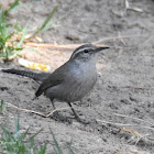 Bewick's Wren