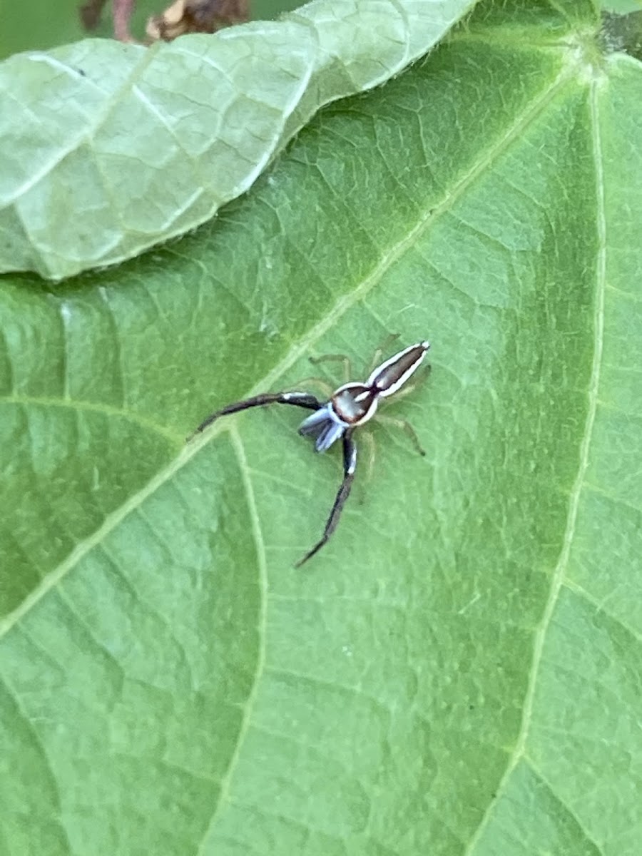 Hentzia palmarum (male)