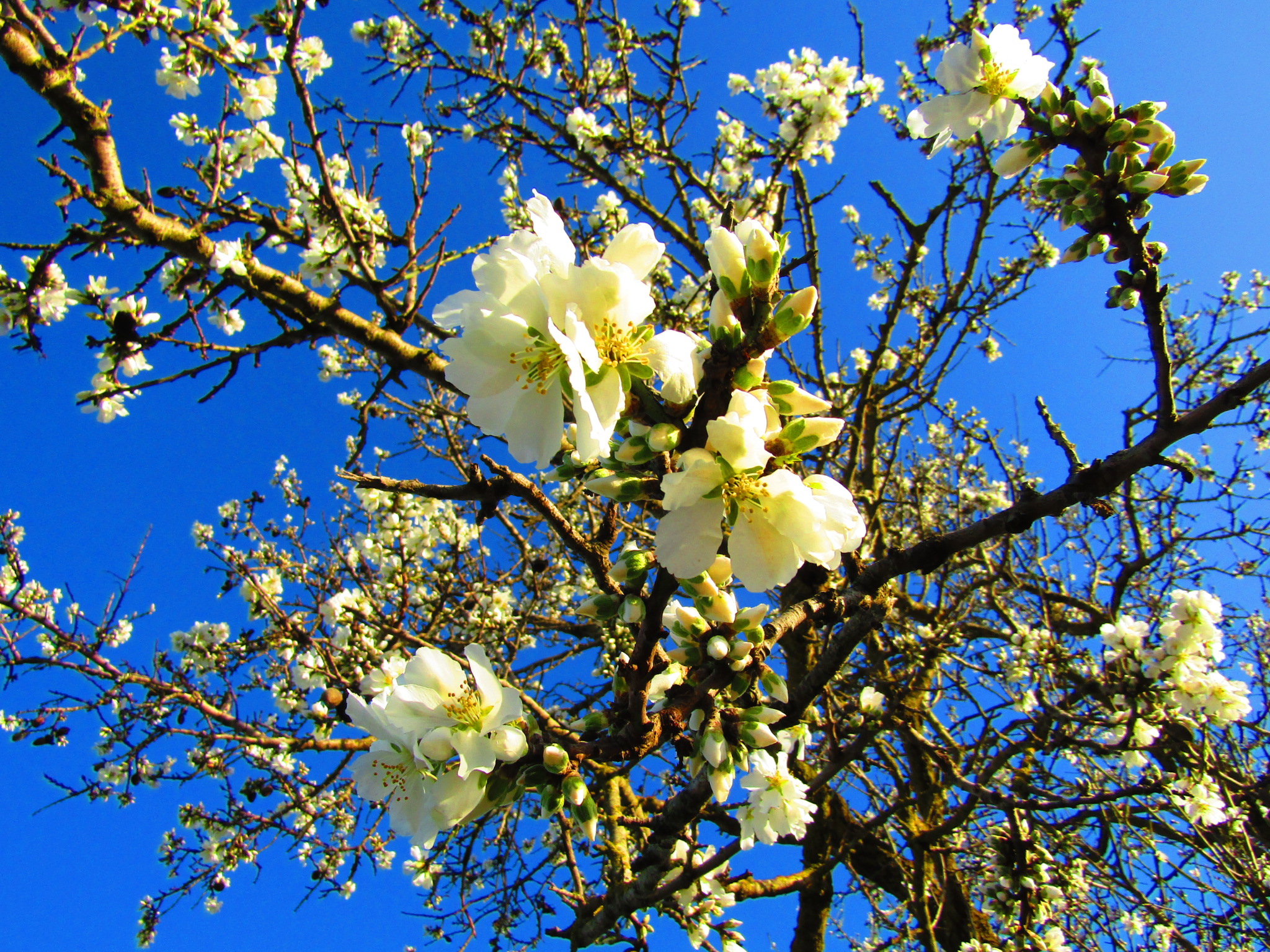 Almond flower di Danny_Skylix