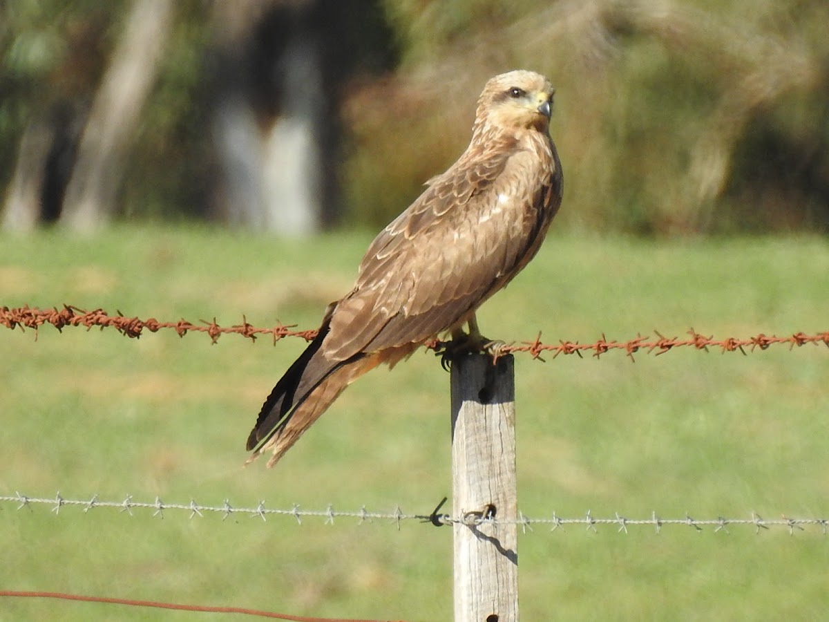 Black Kite Juvenile