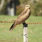 Black Kite Juvenile