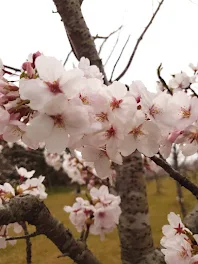 ひまもちさんへ