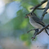 ASIAN BROWN FLYCATCHER