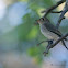 ASIAN BROWN FLYCATCHER