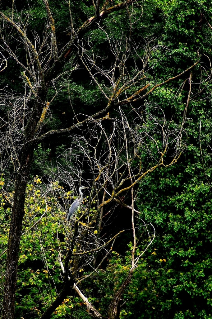 Airone Cenerino su albero e bosco di gianni87