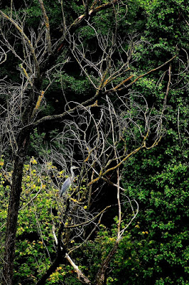 Airone Cenerino su albero e bosco di gianni87