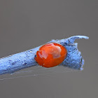 Pine Ladybird