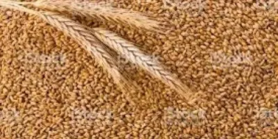 Wheat - 1 kg