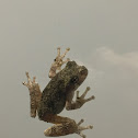 Cope’s Gray treefrog