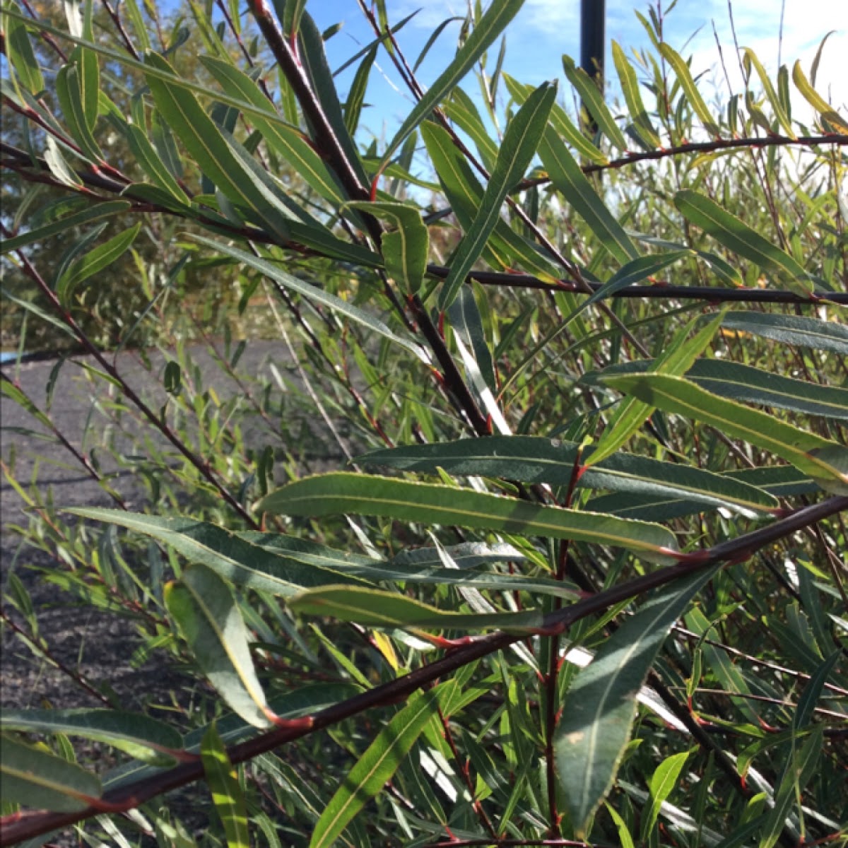 Purple Osier Willow 'Nana'